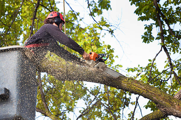 Best Weed Control  in Manito, IL